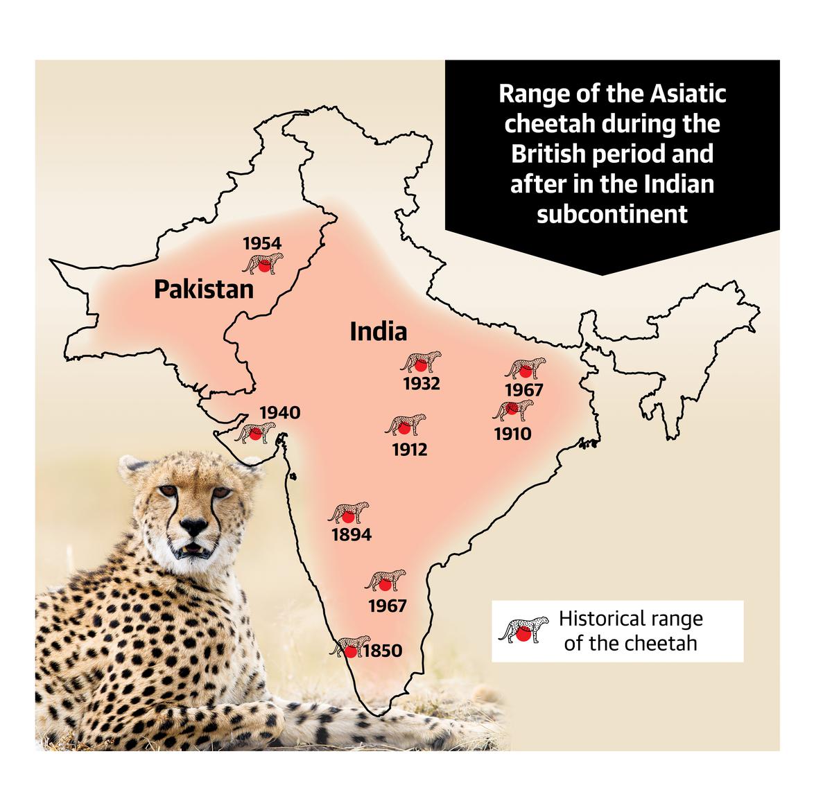 The complexities of introducing African cheetahs to India - The Hindu